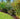 Decorative Garden Fence4