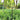 Thealyn Decorative Garden Fence 60cm (H) x 3m (L)