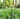 Thealyn Decorative Garden Fence 60cm (H) x 3m (L)