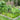 Decorative Garden Fence 61cm (H) x 33cm (W)