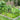 Decorative Garden Fence 61cm (H) x 33cm (W)