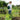 Decorative Garden Fence 61cm (H) x 33cm (W)