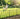 Decorative Metal Garden Fence