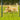 Garden Wire Mesh 2FT x 50FT(0.6M x 15.2M)