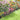 Metal Decorative Garden Fence Panels, 82cm (H) x 50cm (W)