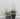 4 Pack Ivy - Wave Design, Black Indoor/Outdoor Metal Plant Trellis