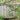 Garden Trellis 2 Pack 203 cm (H) x 56 cm (W)