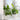 4 Pack Ivy - Wave Design, Black Indoor/Outdoor Metal Plant Trellis