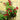 Garden Trellis 4 Pack - 123 cm (H) x 31 cm (W)