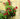 Garden Trellis 4 Pack - 123 cm (H) x 31 cm (W)