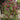 Garden Trellis 4 Pack - 123 cm (H) x 31 cm (W)