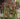Garden Trellis 4 Pack - 123 cm (H) x 31 cm (W)