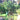  账号名：thealyngarden  密码：thealyn123